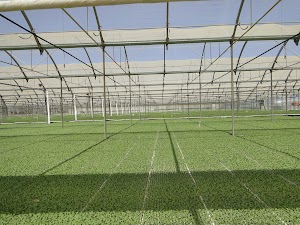 Semilleros Vegaplant S.L.